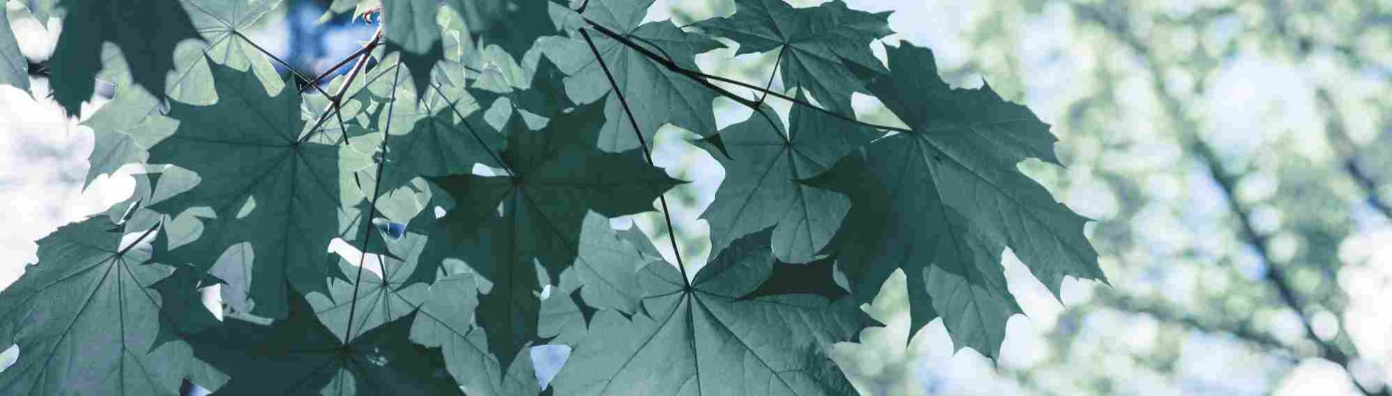 Acer